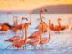 FlamingoDAO’s NFT Portfolio Is Now Worth $1B