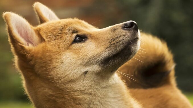 Dogecoin Loses Momentum From Elon Musk Twitter News Dogecoin Loses Momentum From Elon Musk Twitter News