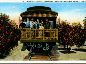Midwinter scene, Traveling through an orange grove