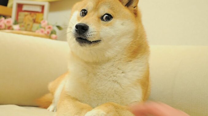 Shiba Inu Will Tie Digital Identity to All Applications in Shiba Inu Will Tie Digital Identity to All Applications in a Bid to Move Away From Meme Coin Status