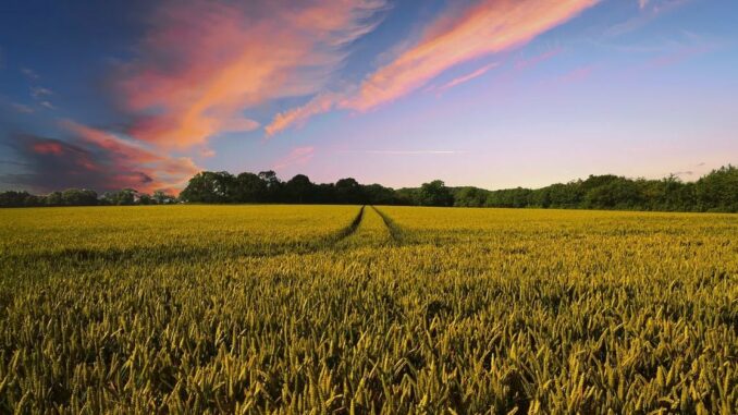 AgriDex, Commodities Marketplace on Solana Blockchain, Raises $5M to Tokenize VolumeMute